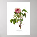 Recherche de poitrine art Botanique