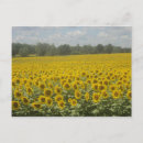Recherche de sunflower cartes postales Bon
