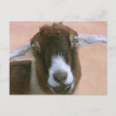 Recherche de humour de chèvre cartes postales Mignon
