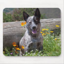 Recherche de berger australien tapis souris Amusant