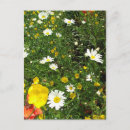 Recherche de cottage garden postcards cartes postales Fleurs