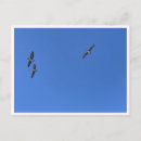 Recherche de vol photographie Oiseaux