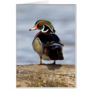 Recherche de canard roux cartes postales Bête