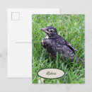 Recherche de oiseau bébé cartes postales Toute personne