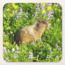 Recherche de marmottes dessous de verres Nature