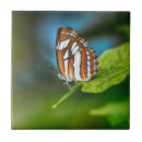 Recherche de butterfly carreaux Orange