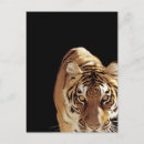 Recherche de tête de tigre cartes postales Nature