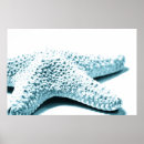 Recherche de étoile mer bleue posters Vie marine