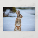 Recherche de lapin de neige cartes postales Animal