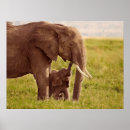 Recherche de images animales posters Bébé