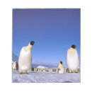 Recherche de habitat blocsnotes Neige