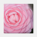Recherche de camélia magnets Rose