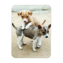 Recherche de deux animaux magnets Chiot