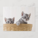 Recherche de short cartes postales Chaton