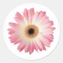 Recherche de gerbera photographie Rose