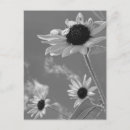 Recherche de beau tournesol cartes postales Élégant