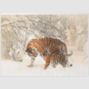 Recherche de tiger Jungle