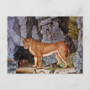 Recherche de lionesse cartes postales Animal