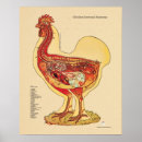 Recherche de intestin posters Anatomie