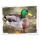 Recherche de canard blanc posters Étang