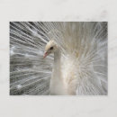 Recherche de plumes paon cartes postales Ailes