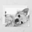 Recherche de animal réaliste cartes postales Amoureux des chiens