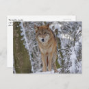 Recherche de loup dans la neige cartes postales Loups