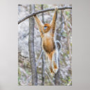 Recherche de singes mignons posters Faune