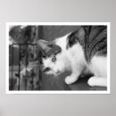 Recherche de chat observé Photo de chat