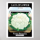 Recherche de chou fleur posters Jardinage