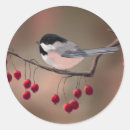 Recherche de chickadee autocollants Baies