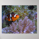 Recherche de anémone posters Photographie