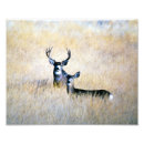Recherche de chasse de cerfs communs posters Loge