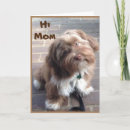 Recherche de shihtzu vœux cartes Chien