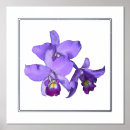 Recherche de orchidée posters Imprimer