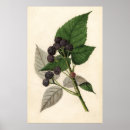 Recherche de mûre blackberry art Mûres