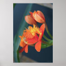 Recherche de orange autres Fleurs