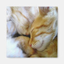 Recherche de caresse magnets Amour