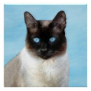 Recherche de de chat siamois posters Mignonette