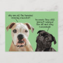 Recherche de carlin noir cartes postales Drôle