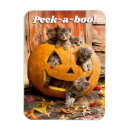 Recherche de chaton magnets Animaux