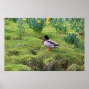Recherche de banques posters Oiseau