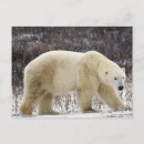 Recherche de manitoba cartes postales Ours