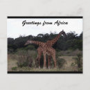 Recherche de girafe amour posters Afrique