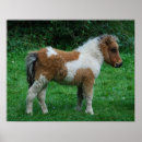 Recherche de dartmoor posters Poney