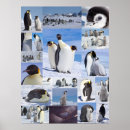 Recherche de antarctique posters Manchot