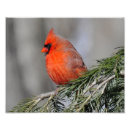 Recherche de cardinal photographie Arbre