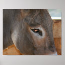 Recherche de donkey posters Mignon