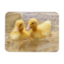 Recherche de brouillé magnets Nature
