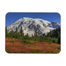 Recherche de paradies magnete Coloré